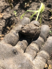 Pelobates vespertinus