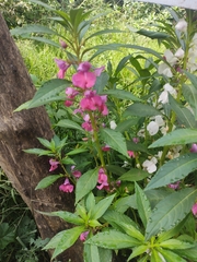 Impatiens balsamina