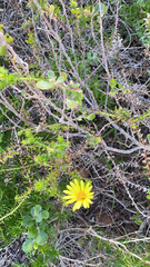 Cullumia setosa