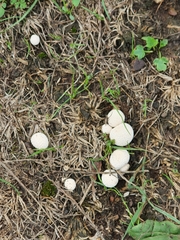 Lycoperdon perlatum