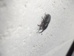 Scyphophorus