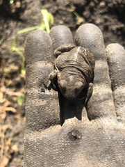 Pelobates vespertinus