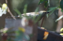 Thraupis palmarum