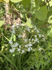 Stevia