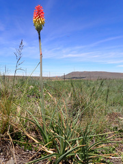 Kniphofia