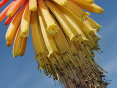 Kniphofia