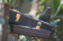 Thraupis palmarum