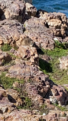 Procavia capensis capensis