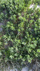 Tetragonia decumbens