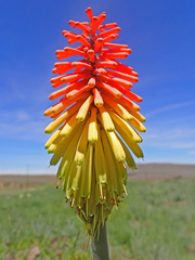 Kniphofia