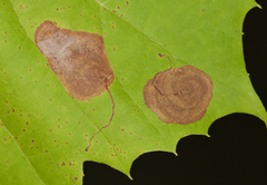 Ectoedemia platanella