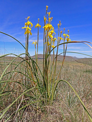 Moraea alticola