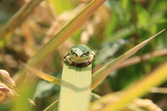 Hyla japonica