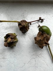 Andricus quercuscalicis