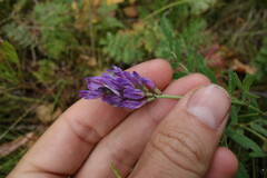 Astragalus laxmannii