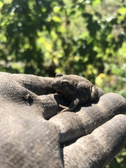 Pelobates vespertinus