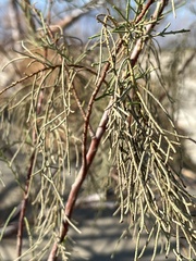 Tamarix ramosissima