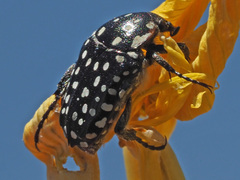 Oxythyrea testaceoguttata