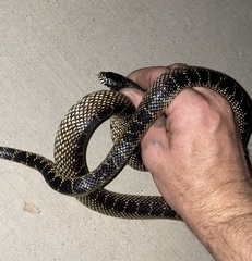 Lampropeltis splendida