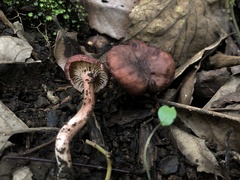 Cantharellus violaceovinosus