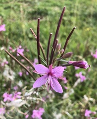 Chamaenerion dodonaei
