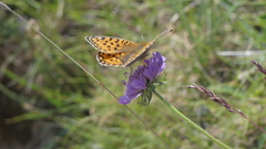 Scabiosa lucida