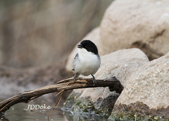 Microspingus melanoleucus