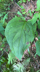 Symplocarpus foetidus