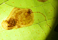 Ectoedemia platanella