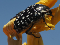 Oxythyrea testaceoguttata