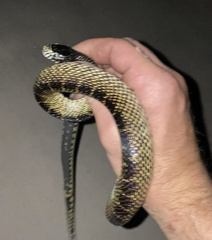 Lampropeltis splendida