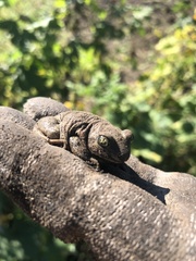 Pelobates vespertinus