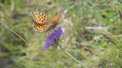 Argynnis niobe