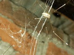 Crossopriza lyoni