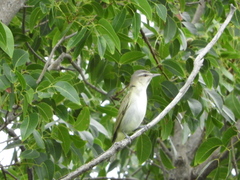 Vireo altiloquus
