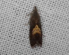 Dichrorampha bittana