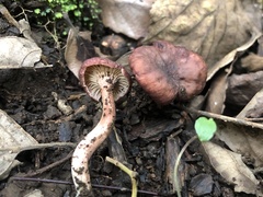 Cantharellus violaceovinosus