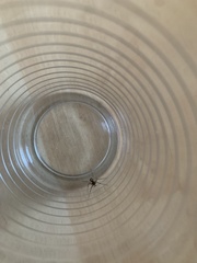Steatoda grossa
