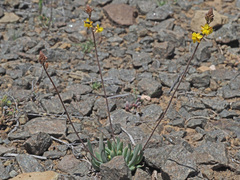 Bulbine
