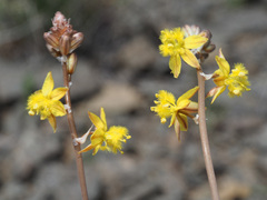 Bulbine