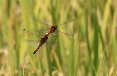 Sympetrum frequens