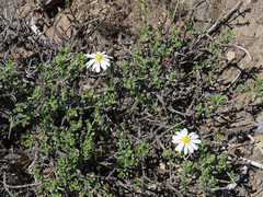 Dimorphotheca cuneata
