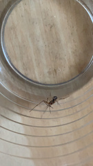 Steatoda grossa