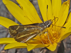 Kedestes barberae