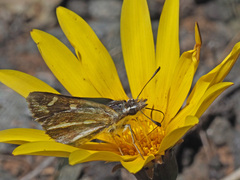 Kedestes barberae