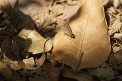 Cissia phronius