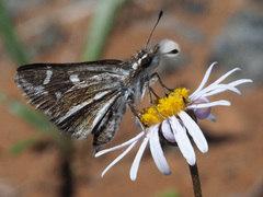 Kedestes barberae