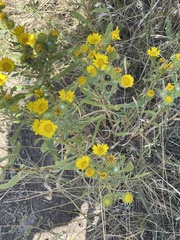 Grindelia squarrosa