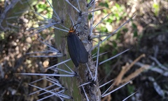 Gnamptonychia ventralis