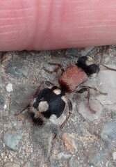 Ronisia barbarula